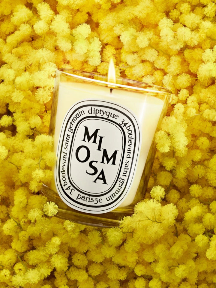 Mimosa