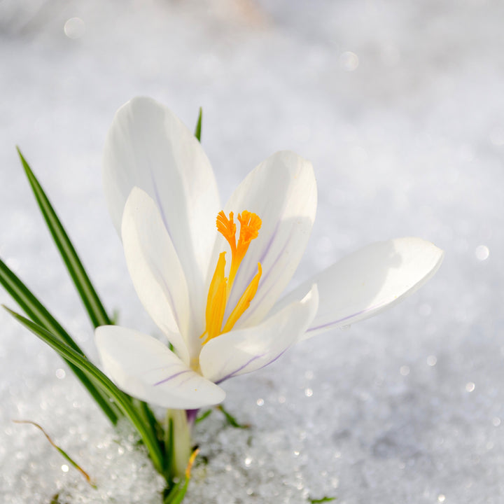 Fleur Diamantine